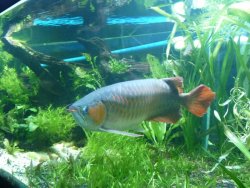 aros tank 004.jpg