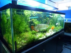 aros tank 007.jpg