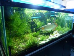 aros tank 008.jpg