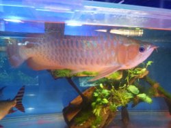aros tank 005.jpg