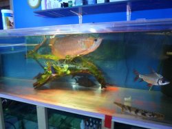 aros tank 006.jpg