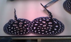 comp_02-04-2012.jpg