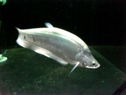 plat knife fish 1.jpg