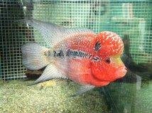 flowerhorn.JPG