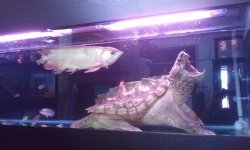 snapping turtle.jpg