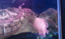 snapping turtle 2.jpg