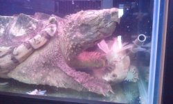snapping tutle3.jpg