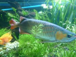 aros tank 003.jpg