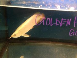 24K Golden Head (1).jpg