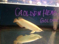 24K Golden Head (2).jpg