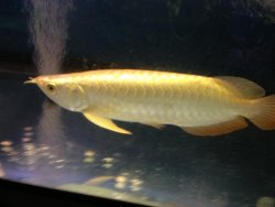 24K Golden Head (3).jpg