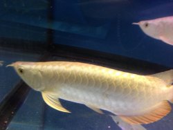 24K Golden Head (4).jpg