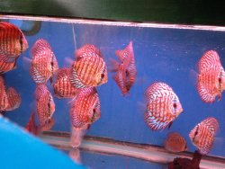 Discus.jpg