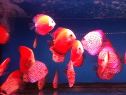Discus (1).jpg