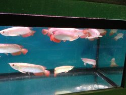High Back Gold Arowana.jpg