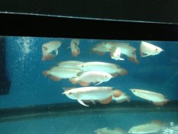 High Back Gold Arowana (1).jpg