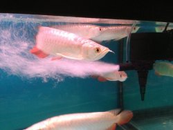 High Back Gold Arowana (2).jpg
