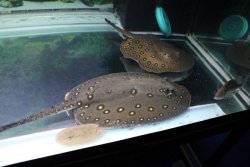 motoro pair.jpg