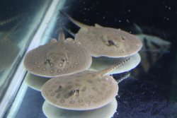 Ray pups.jpg