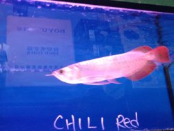 IMG_1215.jpg