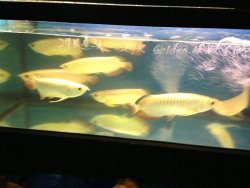 IMG_1217.jpg