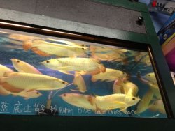 IMG_1220.jpg
