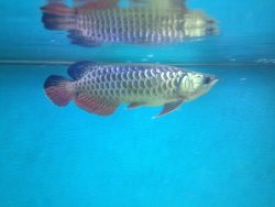 arowana2.JPG