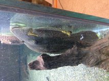 pleco.jpg