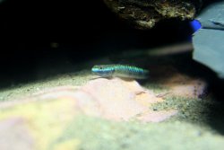 goby2.jpg