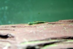 goby3.jpg