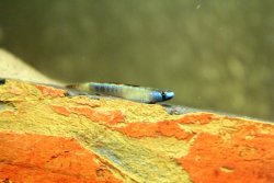 goby4.jpg