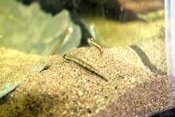 goby7.jpg