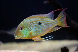 geophagus-altifrons-tocantins.jpg