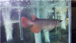 arowana.jpg