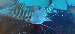 TIGRINUS 2.jpg
