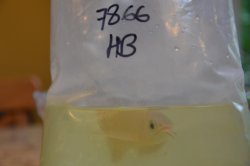 Premium High Back RTG from Dreamfish Inc. of Singapore 007.jpg