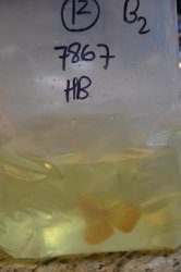 Premium High Back RTG from Dreamfish Inc. of Singapore 018.jpg