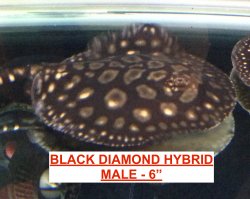 BD Hybrid Male.JPG