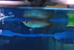 DSC_0188.jpg
