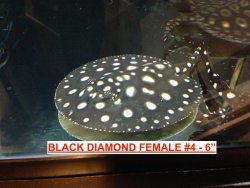 BD Female 4.jpg