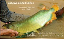 LEI-LiveExoticImports-EmeraldGoldTail-AsianArowana-Dragonfish-1.jpg