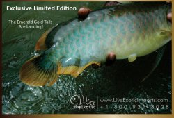 LEI-LiveExoticImports-EmeraldGoldTail-AsianArowana-Dragonfish-2.jpg