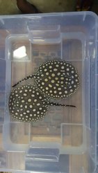 stingray.jpg