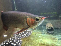 Update - Merlion blood red and rays sold in April 2017  .jpg