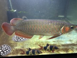 Update 2 - Merlion Blood red and rays sold in April 2017.jpg