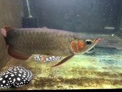 Update 3 - Merlion Blood red and rays sold in April 2017.jpg