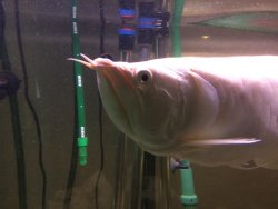 Arowana 1.jpg