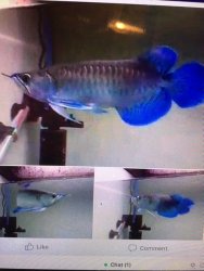 blue blue Asian arowana.jpg