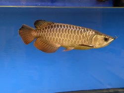 Merlion Premium Gold XB 5.jpg