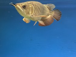 Merlion Premium Gold XB 6.jpg